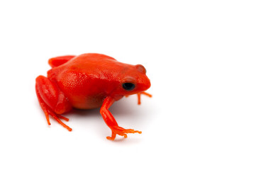The golden frog mantella isolated on white background
