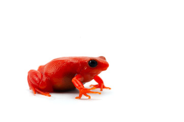 The golden frog mantella isolated on white background