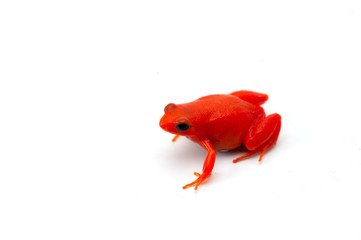 The golden frog mantella isolated on white background