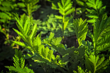 Young shoots of wormwood on a blurred background. Wormwood plant used for herbal medicine.