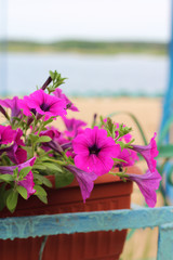 lovely pink, white, purple, petunia flowers in pots on the beach