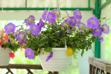 lovely pink, white, purple, petunia flowers in pots on the beach