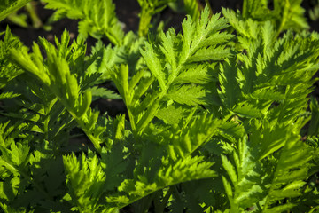 Young shoots of wormwood on a blurred background. Wormwood plant used for herbal medicine.