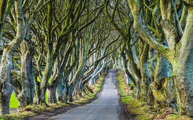 The Dark Hedges, County Antrim, Northern Ireland.