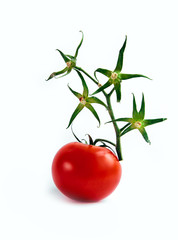 Ripe red tomato white background green branch twig dry one isolate star flower