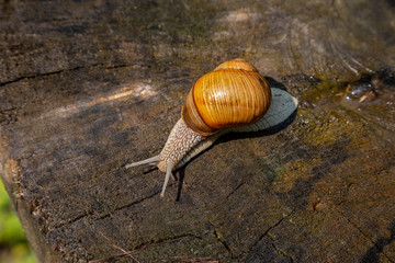 Snail on a tree in a summer park outdoors.