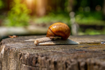 Snail on a tree in a summer park outdoors.