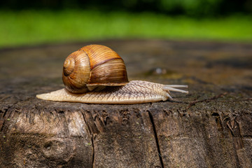 Snail on a tree in a summer park outdoors.