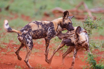 playing and fighting african wild dog in Zimanga Game Reserve at the Mkuze river in South Africa