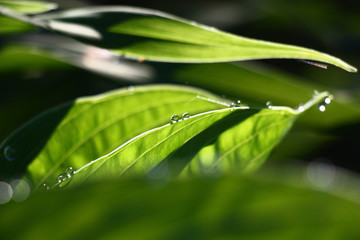 Fresh green leaves hosts and a day lily with rare drops of water in morning sunshine. Accurate and indistinct outlines.