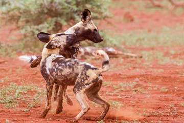 playing and fighting african wild dog in Zimanga Game Reserve at the Mkuze river in South Africa