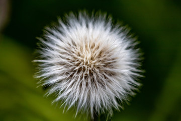 Obraz premium dandelion on green background