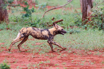 running african wild dog in Zimanga Game Reserve at the Mkuze river in South Africa