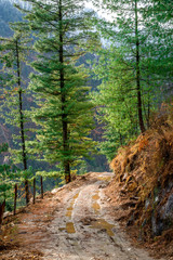 High altitude road in Himalayas surrounded by deodar tree