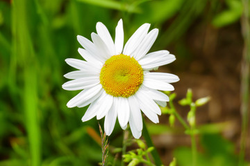 Fototapeta premium Magerite Blüte , in gelb und weiß, auf einer Wiese, im Frühjahr