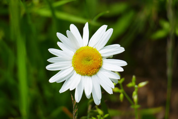 Obraz premium Magerite Blüte , in gelb und weiß, auf einer Wiese, im Frühjahr