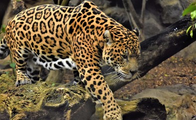 orange jaguar with black spots goes near the tree trunk