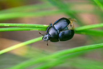 Anoplotrupes stercorosus beautiful small dor beatle, blue black body color, bright metalic blue