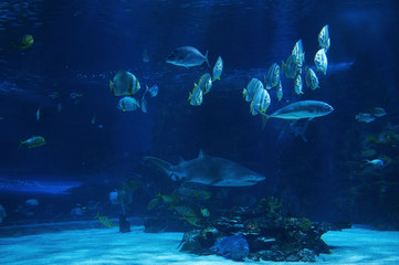 Fototapeta na wymiar large and small sea fish under the water shark floats with small fish