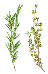 Thyme and rosemary sprigs isolated on a white background, Spices.