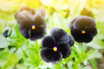 Three Black Violet Flowers on blurred green background in the summer garden in golden light