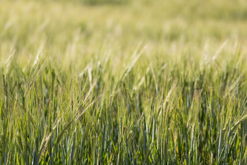 Wheat field. Close up of wheat plants with shallow depth of field.