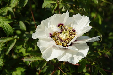 Flowering plants in spring. May. Large flower peony tree. Bright colors and colors of nature.  Large white petals