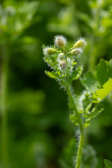 Green leaves and buds of celandine in sunlight