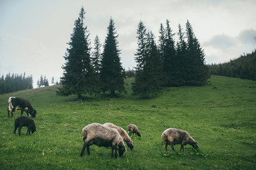 sheep graze on the lawn in the mountains in the morning
