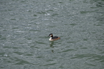 great crested grebe,water, bird, nature,lake, wildlife, wild, animal,outdoors,swim, animals 