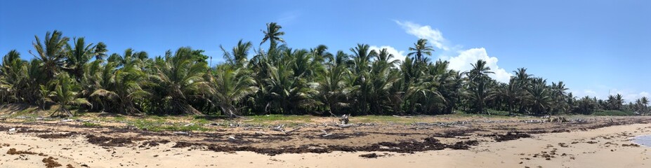 Fototapeta na wymiar Panoramic beach jungle background Punta Cana Dominican Republic 