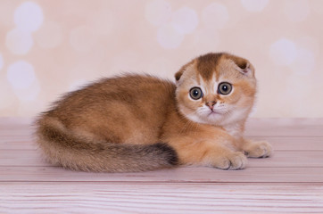 Scottish fold kitten red color 