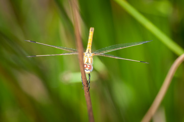 Closeup on dragonfly