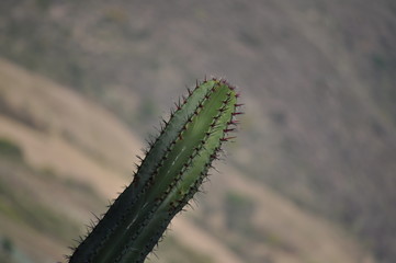 Cactus