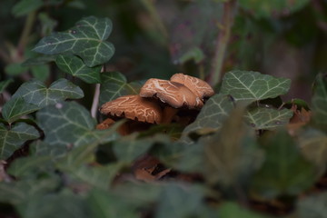 mushrooms in the forest