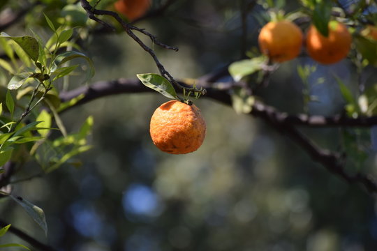 Mandarinen am Mandarinenbaum
