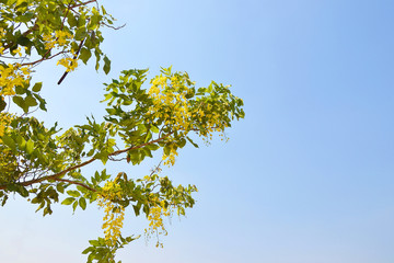 Obraz premium cassia fistula flower on tree