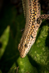 lizzard