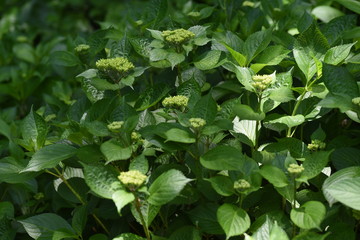 Hydrangea flowers begin to bloom
