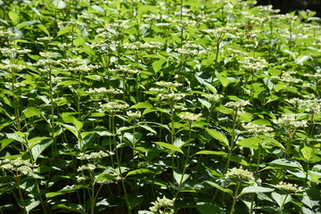 Hydrangea flowers begin to bloom