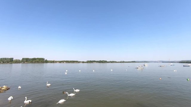 Beautiful Danube river in Zemun municipality in Belgrade, Serbia. Swans in the river. Small anchored fishing boats.