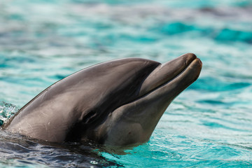 Dolphin in water