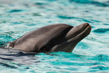 Dolphin in water
