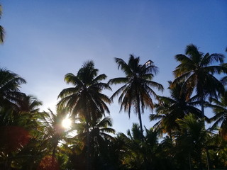 Obraz na płótnie Canvas Palm trees on sunset