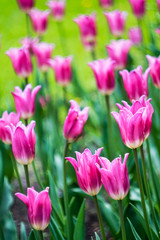 Obraz premium elegant bright pink tulips on a flower bed