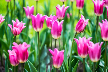 Obraz premium elegant bright pink tulips on a Sunny flower bed