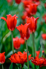 elegant red tulips on the flower bed