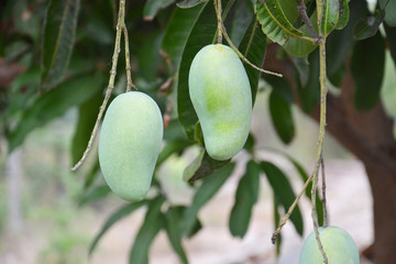 closeup of mango