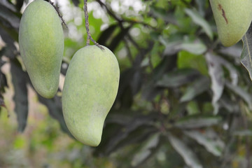 closeup of mango