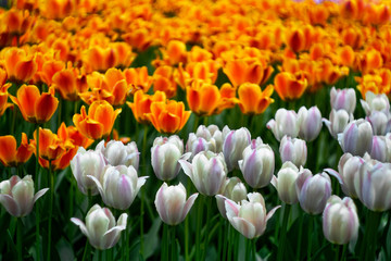 orange and pink tulips, background image